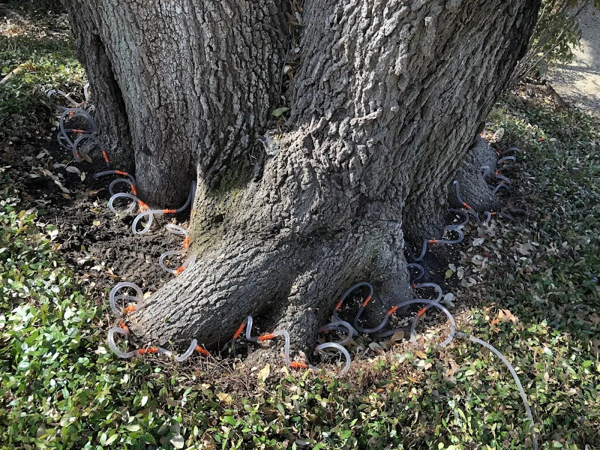 Detailed Tree Cabling and Bracing job site in Coleman