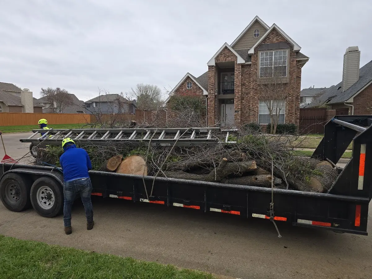 Expert Tree Pest Control with proper safety equipment in Coleman